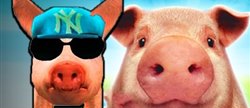 :       ,    Simulator Pigs funny videos
