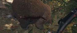     far cry 5
